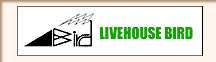 LIVEHOUSE BIRD